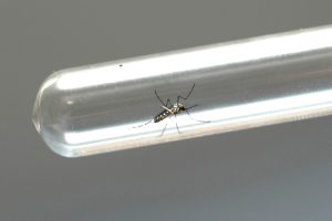 Ano epidemiológico deve fechar com quase 600 mortes por dengue no Paraná