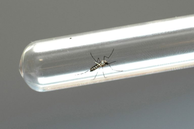 Ano epidemiológico deve fechar com quase 600 mortes por dengue no Paraná