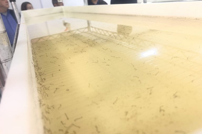 Governo inaugura segunda ‘fábrica de mosquitos’ do Estado