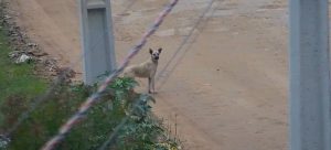 Muralha Digital de São José dos Pinhais registra abandono de dez cachorros e infrator é identificado