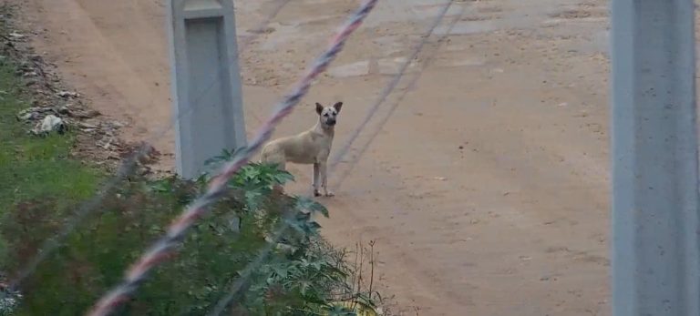Muralha Digital de São José dos Pinhais registra abandono de dez cachorros e infrator é identificado