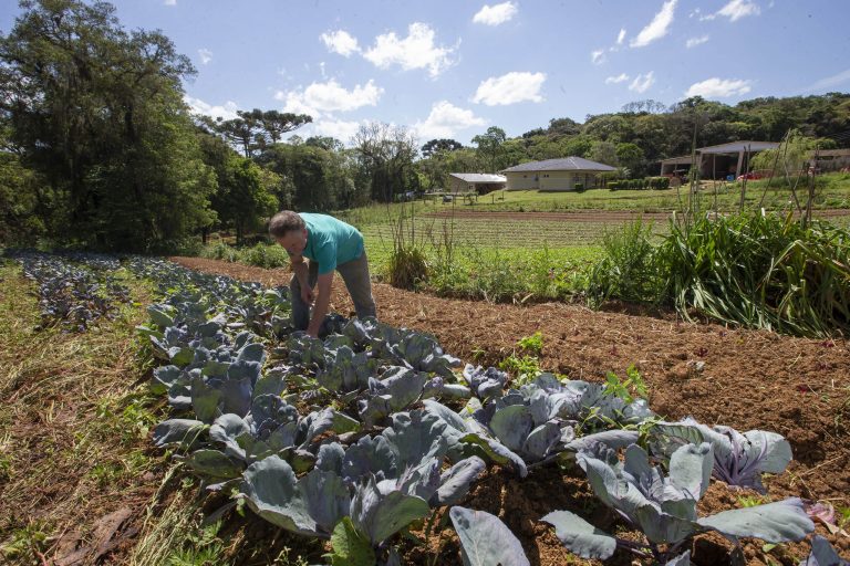 Mais de 270 produtores são beneficiados com certificação orgânica em São José dos Pinhais