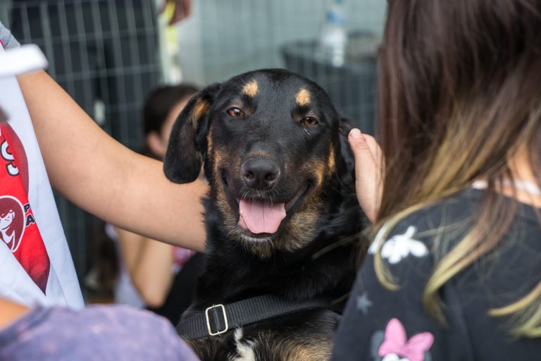 São José dos Pinhais reforça ações no “Dezembro Verde” contra o abandono de animais