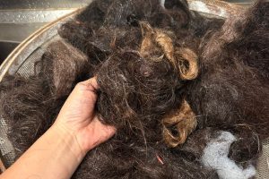 Pesquisa feita no Paraná transforma cabelo em adubo e tem resultados promissores