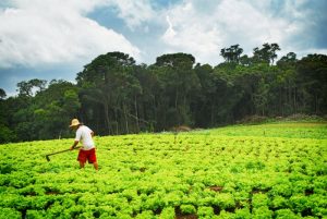 São José dos Pinhais terá oficina voltada à segurança alimentar e desenvolvimento sustentável