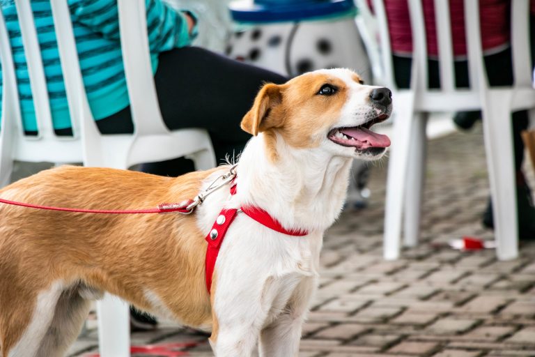 Borda do Campo recebe mutirão de castração de cães e gatos a partir da próxima terça-feira (18) 