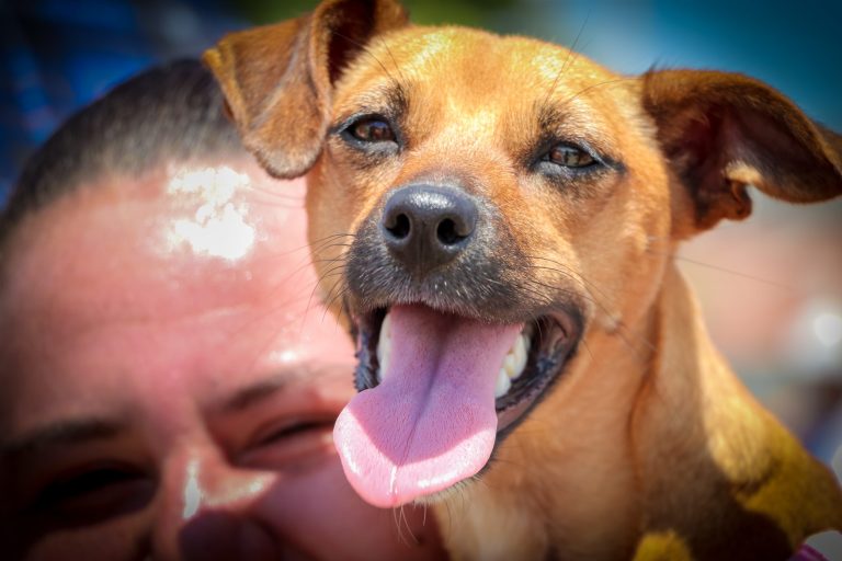 São José dos Pinhais oferece castração gratuita para cães e gatos