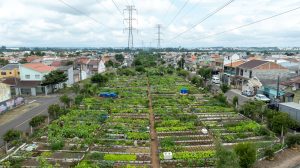 Programa de hortas comunitárias da Copel ganha seis novas unidades