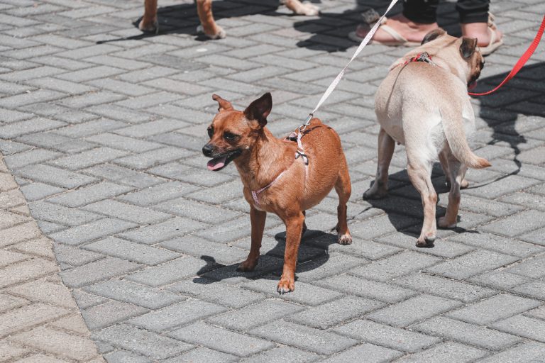 Cadastro e recadastro de Protetores e Entidades Protetoras de animais vai até o dia 27 de abril