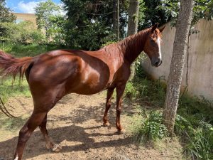 Saiba como adotar um equino resgatado pela Prefeitura de São José dos Pinhais