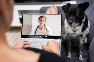 Mascote Fit e Tutor&Pet anunciam parceria para mais cuidado e bem-estar aos pets