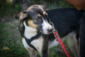 Quem cuida, denuncia: Abril Laranja reforça o combate à crueldade animal