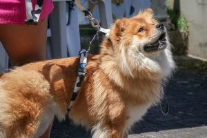 Parque da Fonte recebe Mutirão de Castração a partir do dia 14 de abril