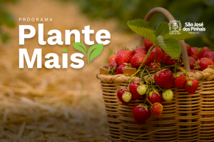 Programa Plante Mais abre cadastro de produtores interessados em receber mudas de morango