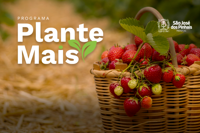 Programa Plante Mais abre cadastro de produtores interessados em receber mudas de morango