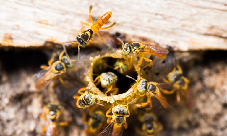 4º Workshop de Meliponicultura de São José dos Pinhais será neste sábado (26)