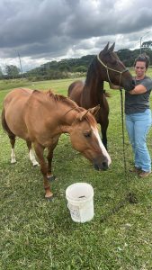 Cavalos resgatados na região do Guatupê estarão disponíveis para adoção em breve