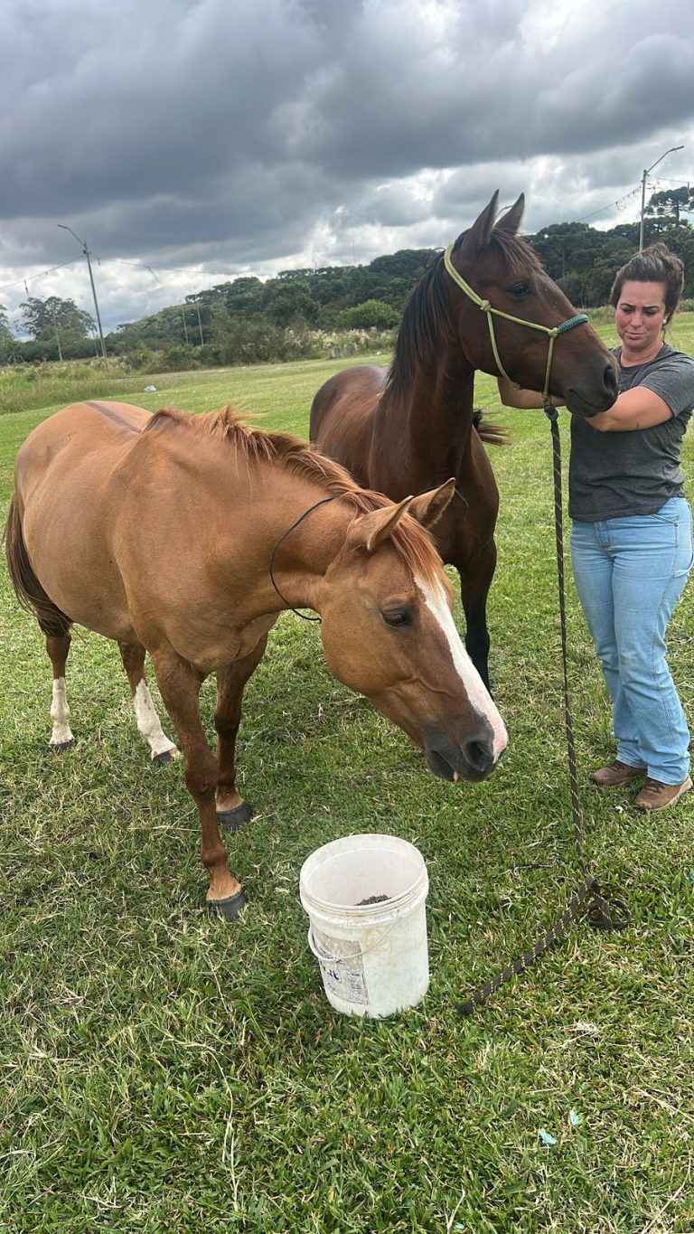 Cavalos resgatados na região do Guatupê estarão disponíveis para adoção em breve