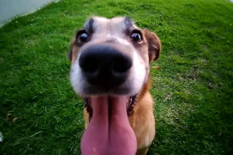 Curitiba tem novo local para atendimento gratuito de cães e gatos