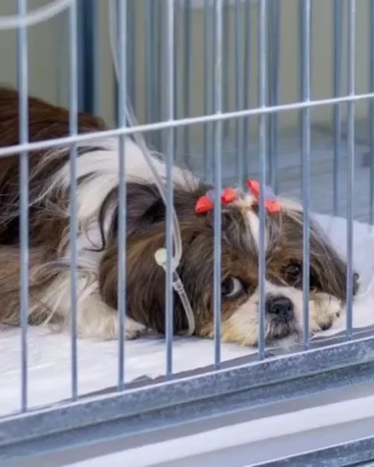 Curitiba lança atendimento veterinário gratuito e vitalício para cães adotados do CRAR