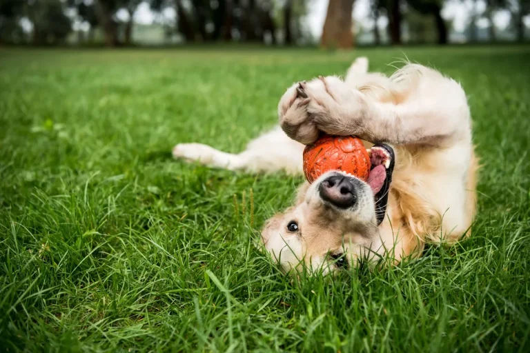 Animais de estimação podem ser enterrados no quintal? Veja o que diz legislação