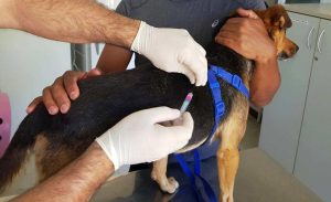 Vacinação antirrábica para cães e gatos é oferecida gratuitamente em São José dos Pinhais