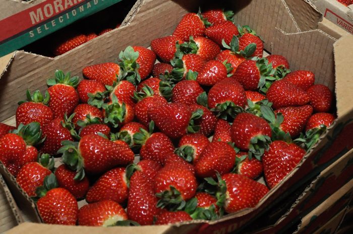 Prefeitura informa: entrega de mudas de morango aos produtores rurais será nos dias 12 e 13 de junho
