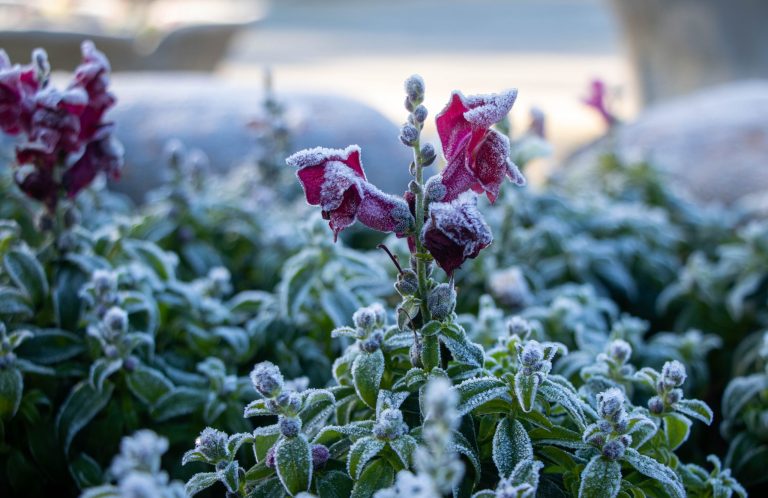 Defesa Civil de São José dos Pinhais alerta para cuidados durante os dias de baixas temperaturas e geadas