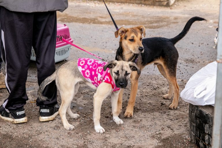 UVZ alerta sobre doenças que podem ser transmitidas entre humanos e animais