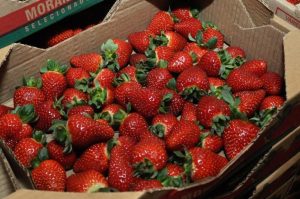 Prefeitura de São José dos Pinhais entrega de mudas de morango aos produtores rurais