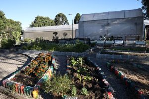 Fazenda Urbana do Cajuru, em Curitiba, completa cinco anos