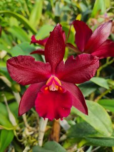 São José dos Pinhais recebe a 16ª Exposição de Orquídeas, Cactos e Suculentas