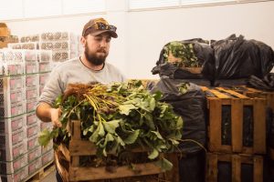 Prefeitura de São José dos Pinhais entrega mais de 465 mil mudas de morango para produtores rurais