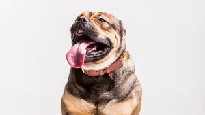 Obesidade em pets cresce no Brasil, revela estudo