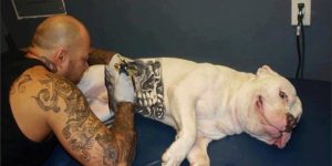 Governo sanciona lei que proíbe tatuagens e piercings em cães e gatos