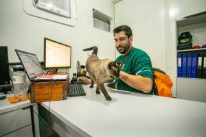 Funcionários de obra portuária adotam gato que estava abandonado e o promovem a 'engenheiro de sonecas', no litoral do PR