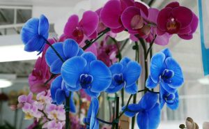 Exposição de Orquídeas em São José dos Pinhais promete mais de 10 mil plantas à venda