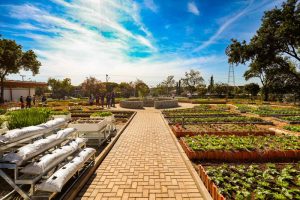 Fazendas urbanas: como Curitiba revoluciona a compostagem com sensores e blockchain