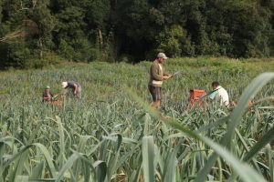 Dia do Agricultor: Mais de 3 mil agricultores impulsionam a economia e fortalecem a área rural de São José dos Pinhais