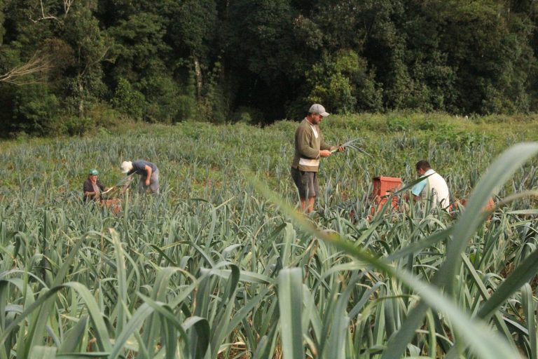 Dia do Agricultor: Mais de 3 mil agricultores impulsionam a economia e fortalecem a área rural de São José dos Pinhais
