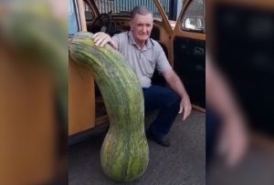 Paranaense colhe abobrinha gigante de mais de 70kg