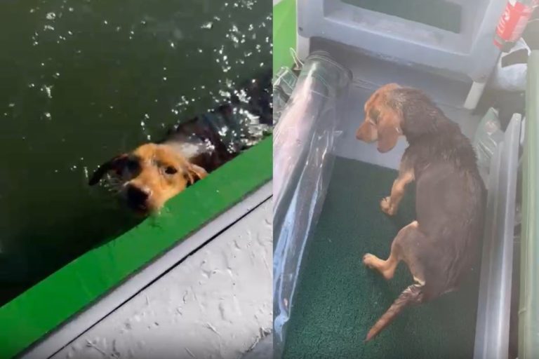 VÍDEO: marinheiro resgata cachorra que nadava sozinha no mar do litoral do Paraná