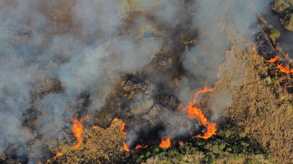 Paraná registra mais de 50 incêndios florestais por dia em julho