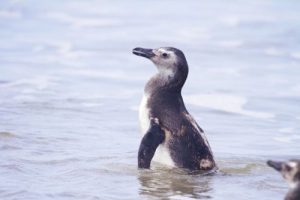 Frio atrai pinguins ao litoral paranaense; entenda por que isso acontece