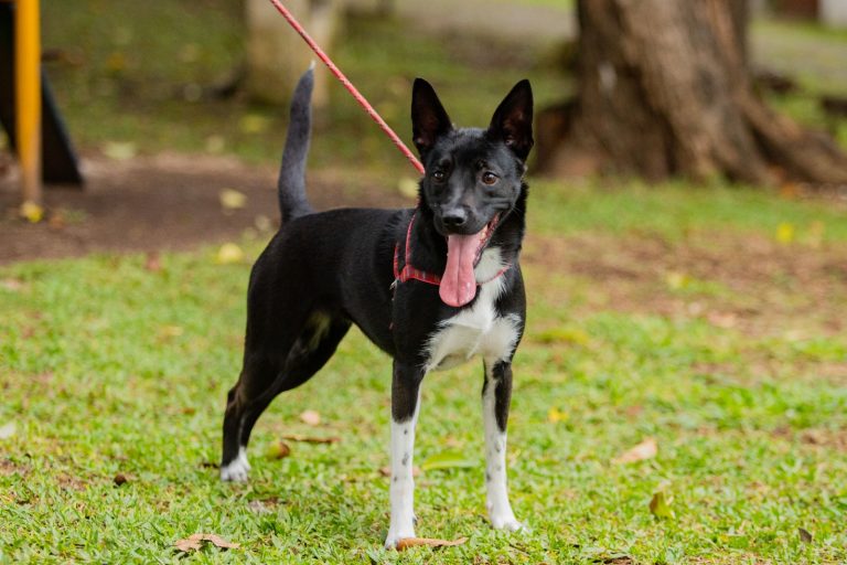 Área rural de São José dos Pinhais recebe mutirão de castração a partir de 26 de agosto