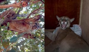 Onça-parda encontrada no Paraná