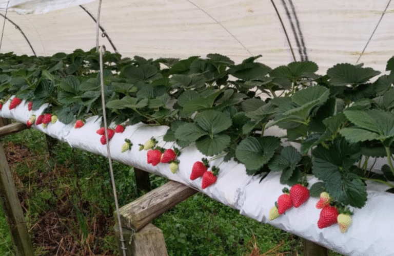 Primeiros frutos subsidiados pelo Programa Plante Mais já são colhidos em São José dos Pinhais