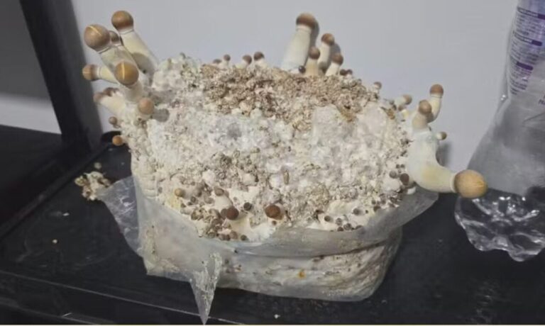 Cogumelos mágicos: polícia descobre centro nacional de produção ilegal na Grande Curitiba