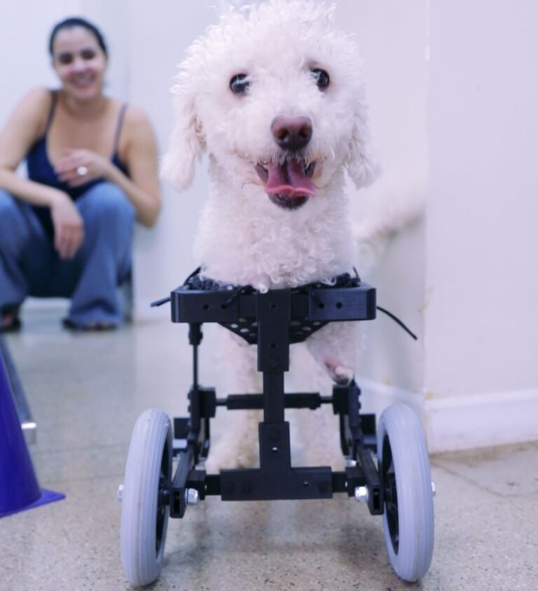 Cão sem patas em cadeira de rodas inédita viraliza nas redes sociais