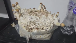 Operação Psicose   Polícia descobre rede que produzia ‘cogumelos mágicos’ no Paraná e outros estados   04/09/2025 - 19:31